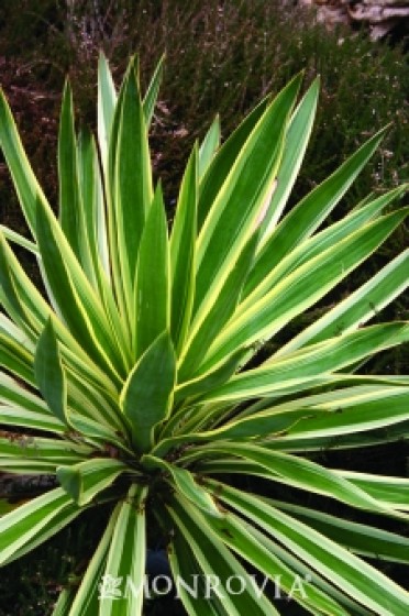 Variegated Spanish Dagger