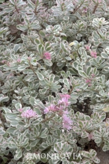 Variegated Stonecrop