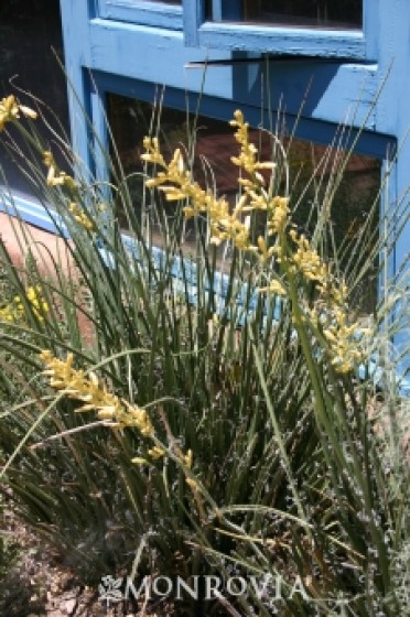 Yellow Yucca