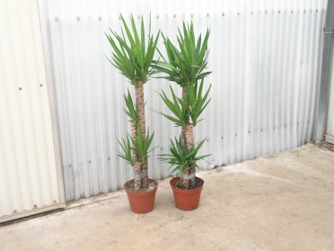 Yucca elephantipes 'Spineless Yucca'