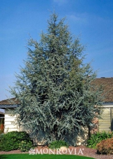 Cedar 'Blue Atlas'