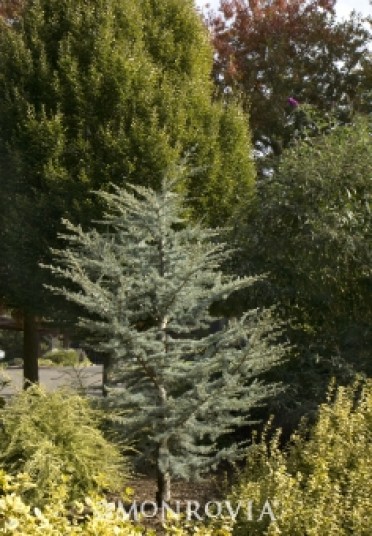 Cedar Atlas  'Horstmann Blue'