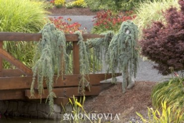 Cedar Atlas  'Weeping Blue'