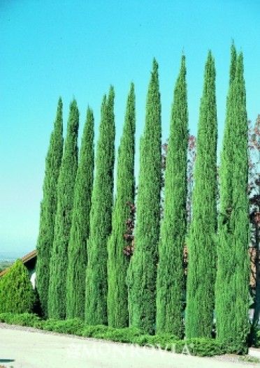 Cypress 'Blue Italian'