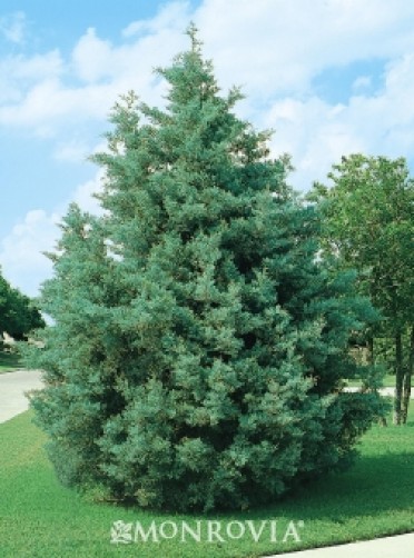 Cypress 'Blue Pyramid'