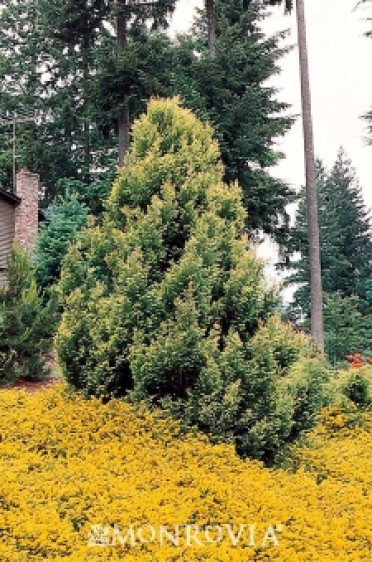 Cypress 'Golden Leyland'