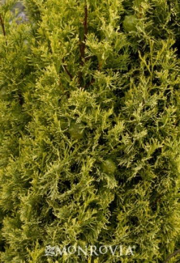 Cypress Italian 'Swane's Golden'
