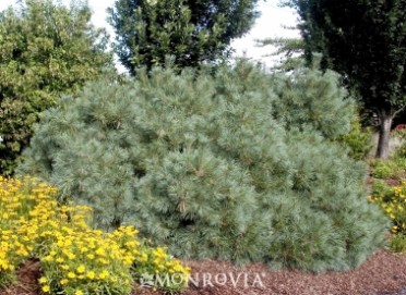 Dwarf Eastern White Pine