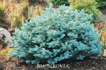 Dwarf Globe Blue Spruce