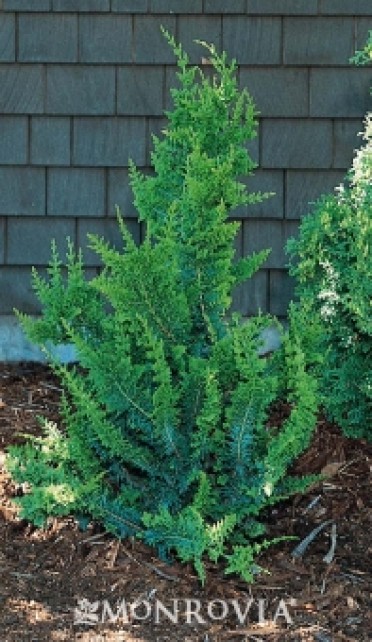 Fernspray False Cypress