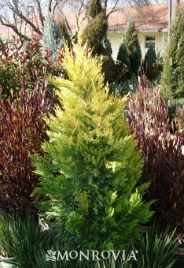 Gold Rider Leyland Cypress