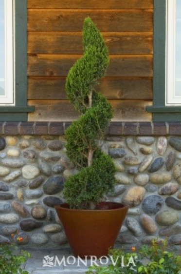 Green Columnar Juniper