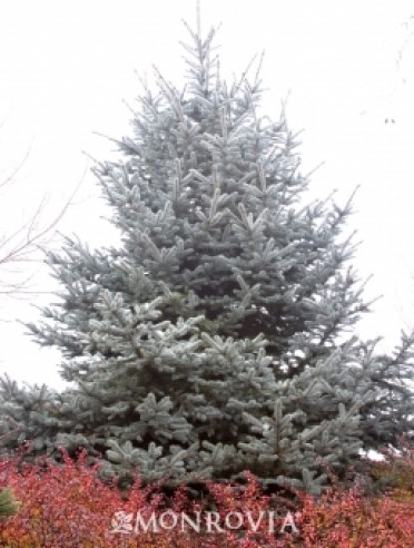 Hoop's Blue Spruce