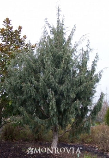 Juniper 'Canary Island'