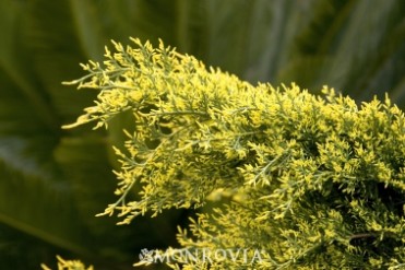 Sea Of Gold® Juniper