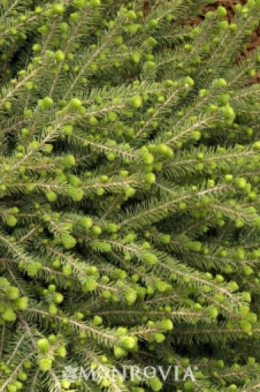 Spruce 'Dwarf Black' (Blue Nest Spruce)