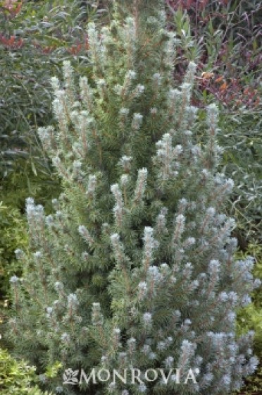 Spruce Alberta 'Blue Wonder Dwarf'