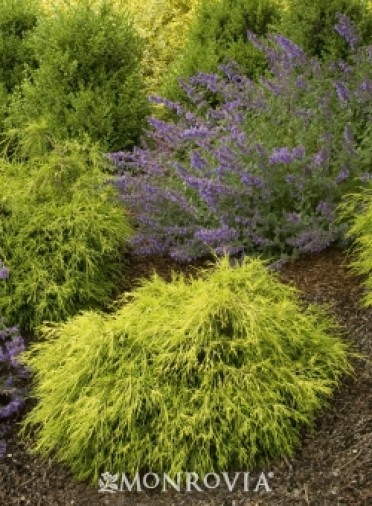 Sungold Thread-Branch Cypress