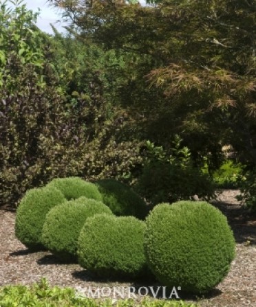 Teddy Arborvitae