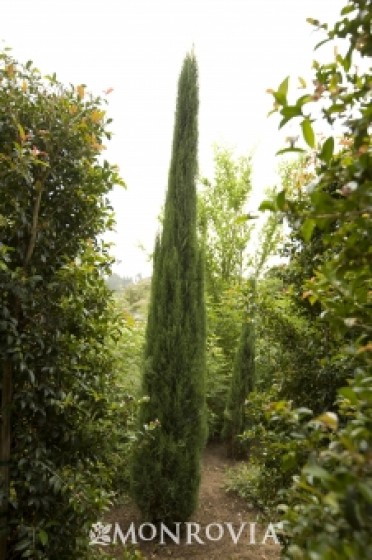 Tiny Tower® Italian Cypress