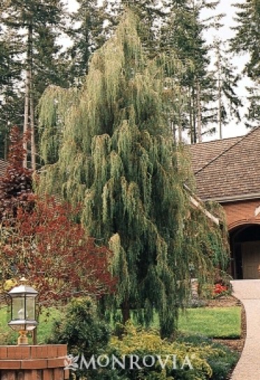 Tolleson's Blue Weeping Juniper