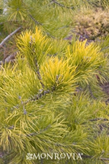 Wate's Golden Pine