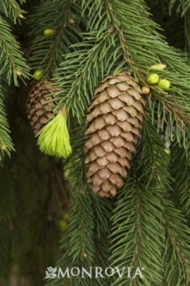 Weeping Norway Spruce