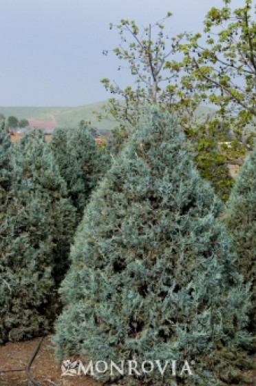 Wichita Blue Juniper