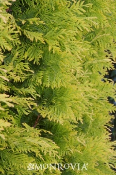 Yellow Ribbon Arborvitae