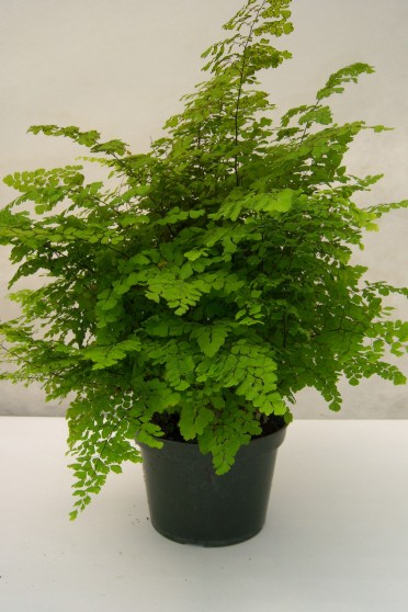 Adiantum 'Ocean Spray Maidenhair Fern'