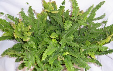 Adiantum hispidulum 'Rosy Maidenhair Fern'