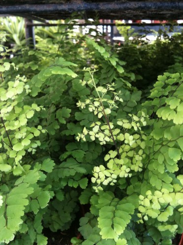 Adiantum monocolor 'Pacific Maidenhair Fern'