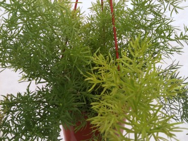 Asparagus densiflorus 'Sprengeri Fern'