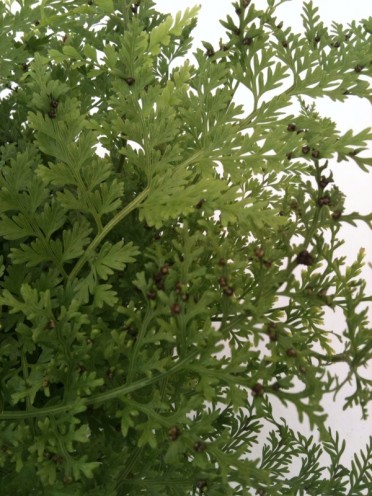 Asplenium bulbiferum 'Mother Fern'