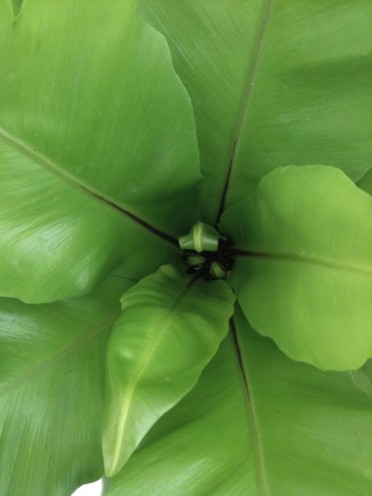 Asplenium nidus 'Bird's Nest Fern'