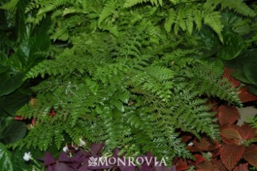 Austral Gem(TM) Bird's Nest Fern