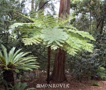 Australian Tree Fern