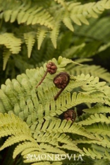 Fern 'Autumn'