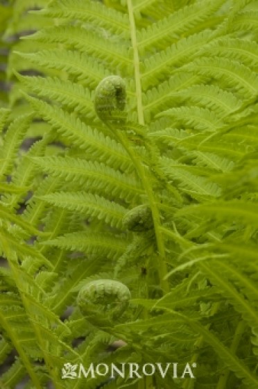 Fern 'European Ostrich'