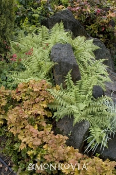 Fern 'Ghost'