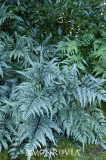 Fern 'Japanese Painted'