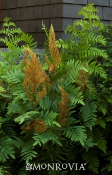 Fern 'Purple Royal'