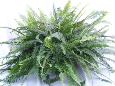 Kimberly Queen Fern