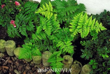 Leatherleaf Fern