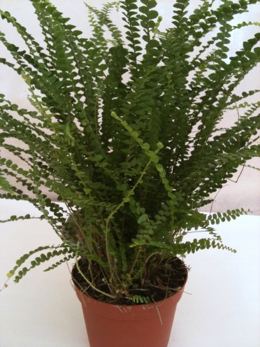 Nephrolepis cordifolia duffii 'Lemon Button Fern'