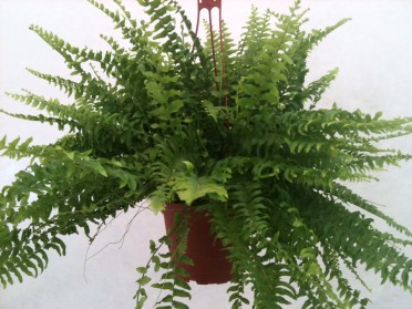 Nephrolepis exaltata 'Boston Compacta Fern'