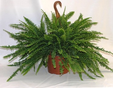 Nephrolepis exaltata 'Boston Fern' 