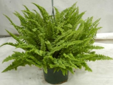 Nephrolepis exaltata 'Fluffy Ruffles Fern'