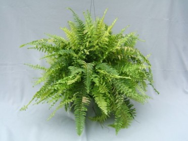 Nephrolepis exaltata 'Tiger Fern'