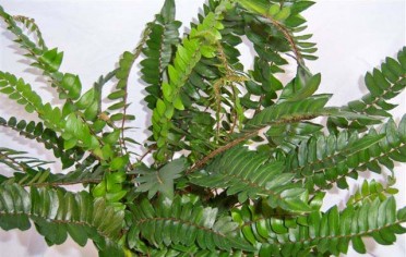 Pellaea falcata 'Cliff Break Fern'